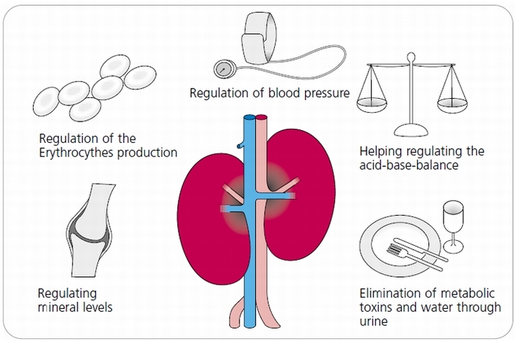 Kidney functions